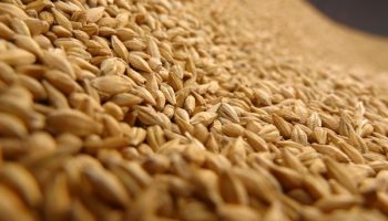 arroz-paddy